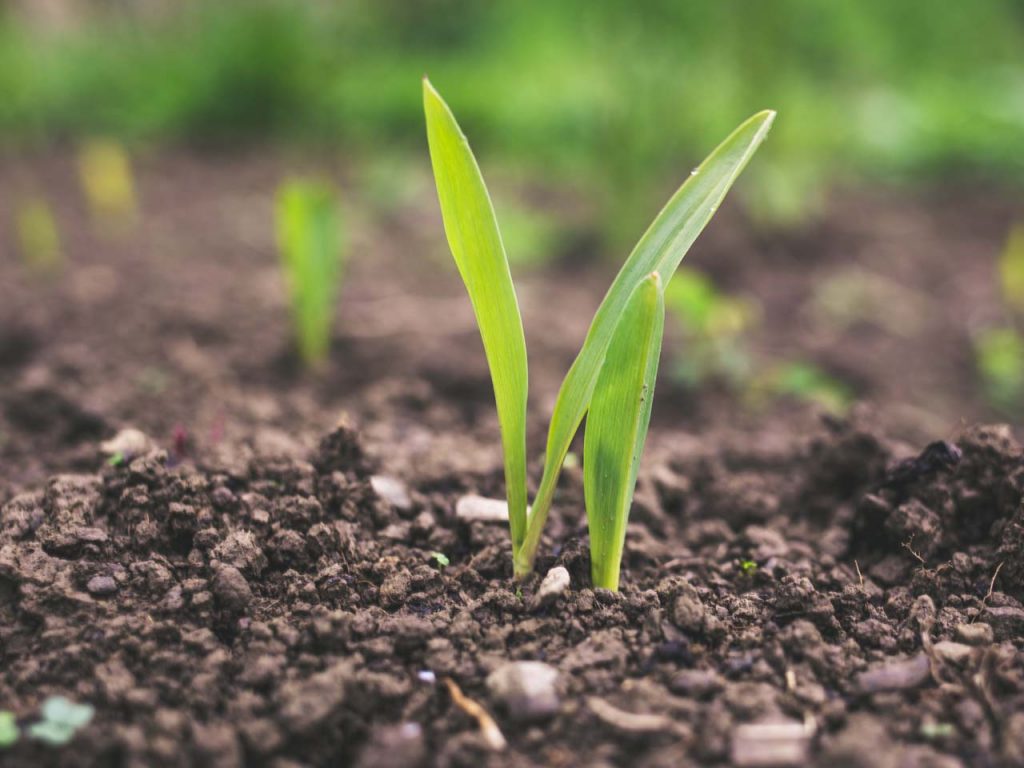 Green shoots appear through rich soil