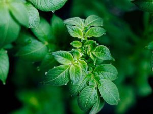 Leaves of a potato plant