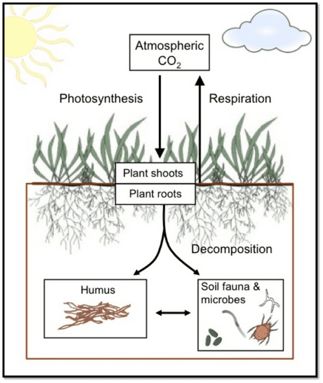 soil organic carbon