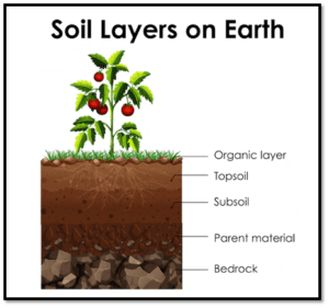 fertilizer recommendation based on soil test