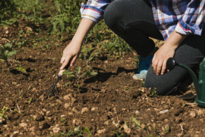 soil test fertilizer recommendations 