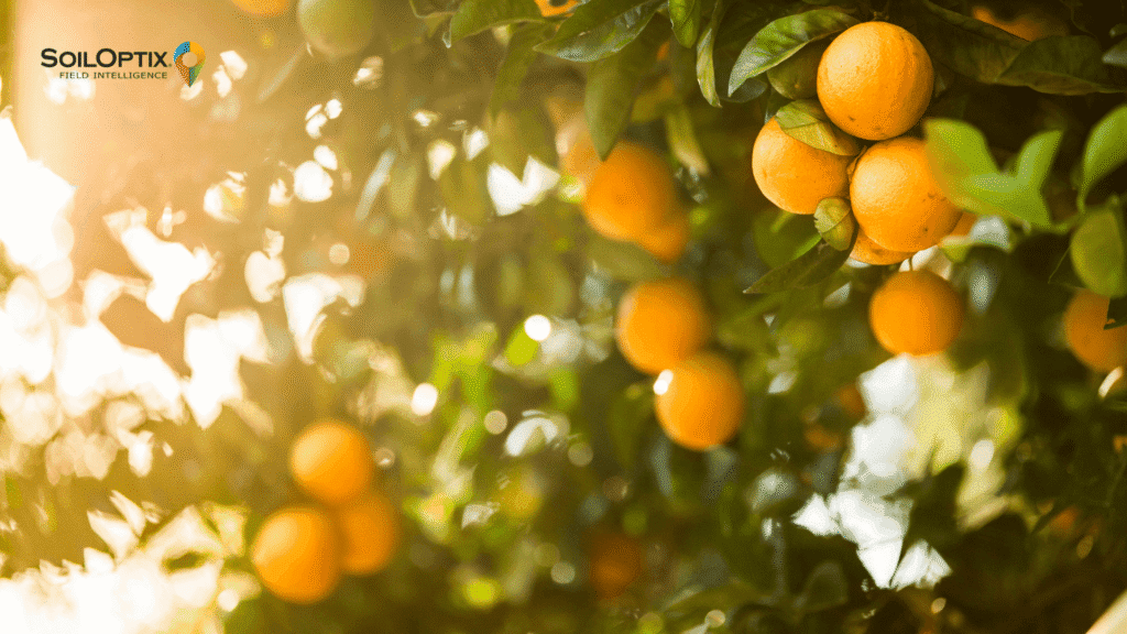Citrus orchard illustrating citrus soil preparation supported by precision agriculture for healthy tree growth.